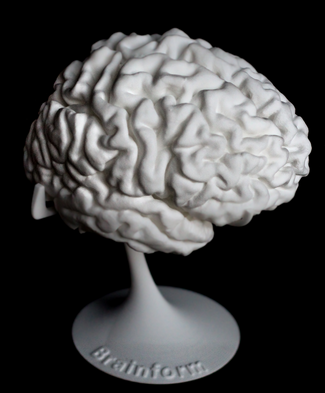 Напечатанная 3D-модель головного мозга